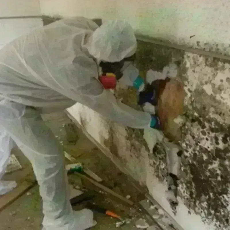 Mold Remediation and Removal in Barbour County, WV